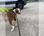 Small #12 American Staffordshire Terrier-Beagle Mix