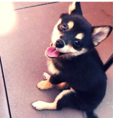 Shiba Inu Puppy for sale in SANTA MONICA, CA, USA