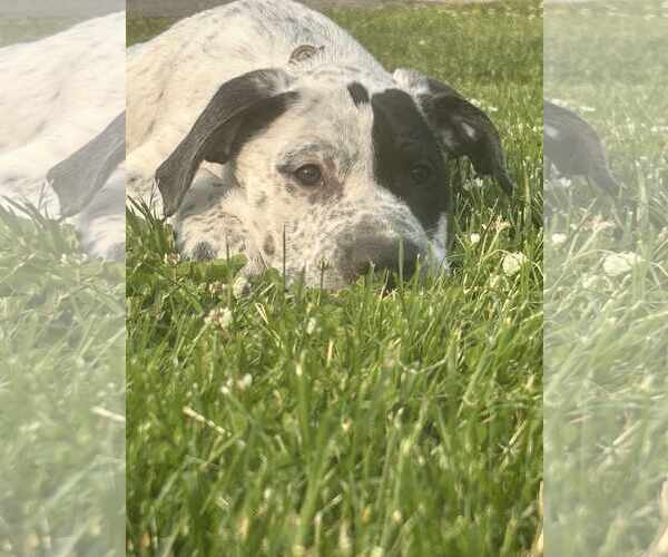 Medium Photo #1 Mutt Puppy For Sale in Waterloo, IA, USA
