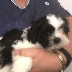 Shih Tzu Puppy for sale in PARKER, CO, USA
