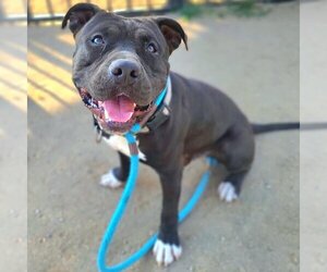 American Staffordshire Terrier Dogs for adoption in Long Beach, CA, USA