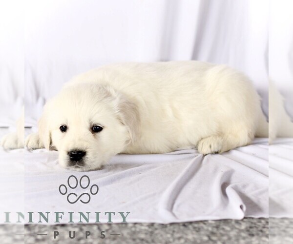 Medium Photo #5 English Cream Golden Retriever Puppy For Sale in GORDONVILLE, PA, USA