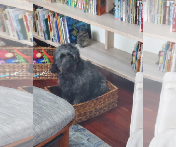 Medium Photo #4 Goldendoodle (Miniature) Puppy For Sale in Crystal, MN, USA