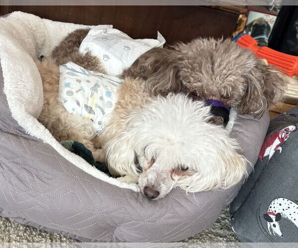 Medium Photo #3 Poodle (Toy) Puppy For Sale in Wheaton, IL, USA