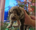 Small Photo #3 Labradoodle Puppy For Sale in ALBUQUERQUE, NM, USA