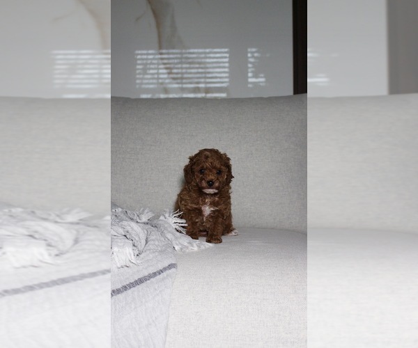 Medium Photo #4 Poodle (Toy) Puppy For Sale in PORTLAND, OR, USA