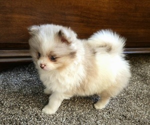 Pomeranian Puppy for sale in ORRVILLE, OH, USA