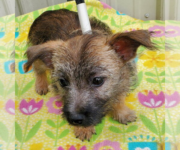 Medium Photo #2 Cairn Terrier Puppy For Sale in Mountain View, MO, USA