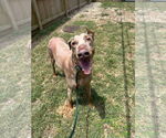 Small Doberman Pinscher Mix