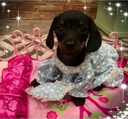 Dachshund Puppy for sale in MOORE, OK, USA