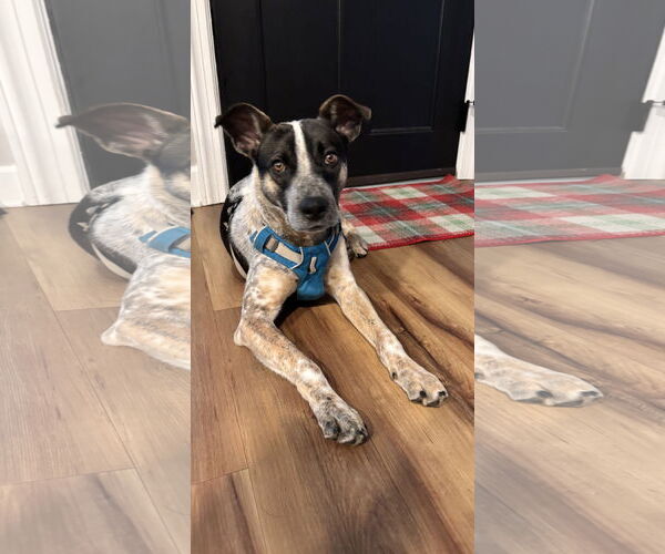 Medium Photo #6 Mutt Puppy For Sale in Garden City, NY, USA