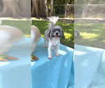 Small #5 Shih Tzu