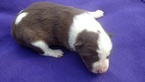 Small Photo #2 Border Collie Puppy For Sale in RANDOLPH, AL, USA