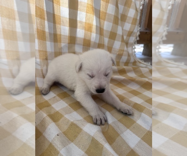 Medium Photo #3 German Shepherd Dog Puppy For Sale in SPRINGFIELD, MO, USA