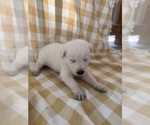 Small Photo #4 German Shepherd Dog Puppy For Sale in SPRINGFIELD, MO, USA