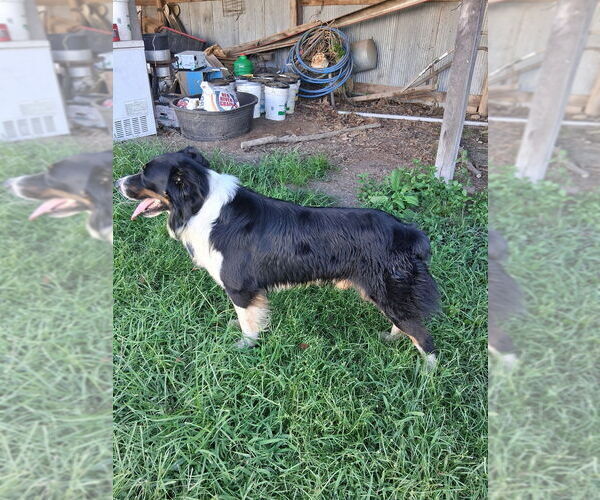 Medium Photo #1 Australian Shepherd-Old English Sheepdog Mix Puppy For Sale in BROKEN BOW, OK, USA