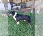 Small Photo #1 Australian Shepherd-Old English Sheepdog Mix Puppy For Sale in BROKEN BOW, OK, USA