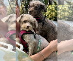 Small #9 Poodle (Miniature)