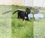 Small #8 German Shepherd Dog