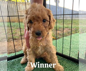 Medium Goldendoodle (Miniature)