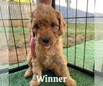 Puppy Winner Goldendoodle (Miniature)