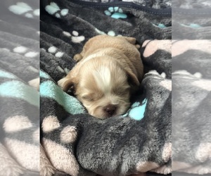 Shih Tzu Litter for sale in MILTON, FL, USA