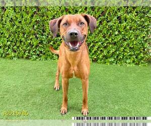 Rhodesian Ridgeback Dogs for adoption in West Palm Beach, FL, USA