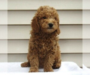 Goldendoodle (Miniature) Puppy for sale in THORP, WI, USA