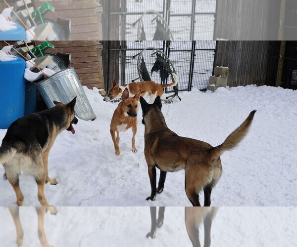 Medium Photo #15 German Shepherd Dog-Saluki Mix Puppy For Sale in Sebec, ME, USA