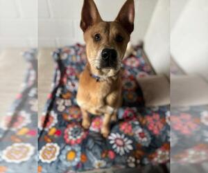 Chow Chow-Unknown Mix Dogs for adoption in San Leon, TX, USA