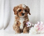 Small Photo #6 Cavapoo Puppy For Sale in BIRD IN HAND, PA, USA