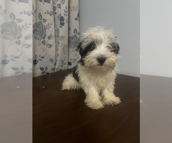 Medium Photo #9 Havanese Puppy For Sale in DURHAM, CT, USA