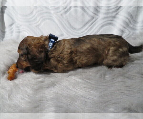 Medium Photo #2 Dachshund Puppy For Sale in HAWESVILLE, KY, USA