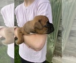 Small Photo #5 Boxer Puppy For Sale in LINTON, IN, USA