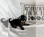 Small #4 Bernedoodle