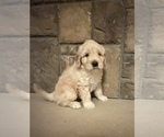 Small #3 Portuguese Water Dog