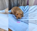Small Photo #15 Golden Retriever Puppy For Sale in GRIDLEY, KS, USA