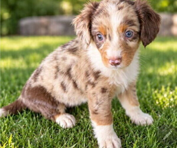 Medium Photo #1 Aussiedox Puppy For Sale in FLEMINGSBURG, KY, USA
