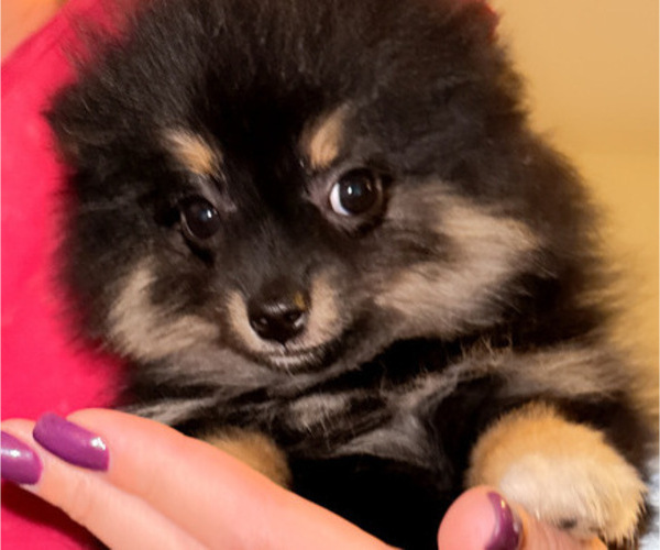 Medium Photo #2 Pomeranian Puppy For Sale in ALBUQUERQUE, NM, USA