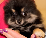 Small #1 Pomeranian