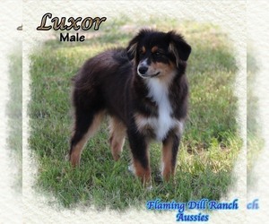 Miniature Australian Shepherd Puppy for sale in FORESTBURG, TX, USA