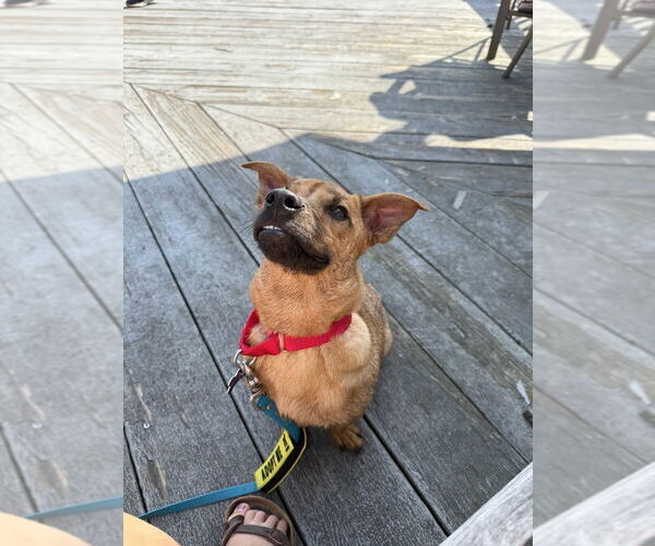 Medium Photo #10 Mutt Puppy For Sale in Oak Bluffs, MA, USA