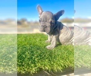 French Bulldog Puppy for sale in WASHINGTON, DC, USA