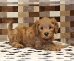 Small #1 Cavapoo (Miniature)