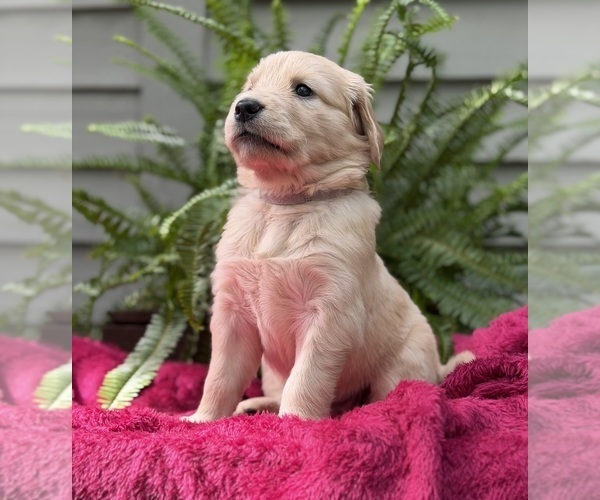 Medium Photo #1 Golden Retriever Puppy For Sale in BUTNER, NC, USA