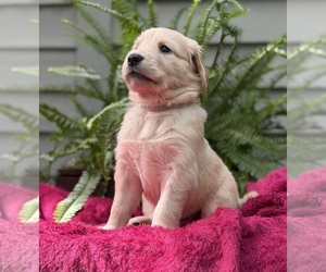 Medium Golden Retriever