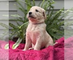 Puppy Pearl Golden Retriever