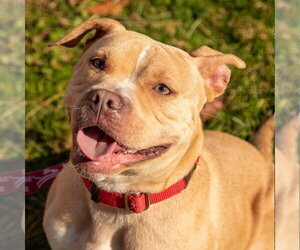 Saleta - Female Mutt Dog for Adoption - Photo #3