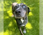 Small #3 Catahoula Leopard Dog Mix