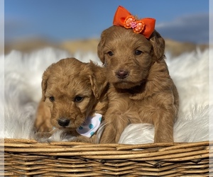 Goldendoodle-Poodle (Toy) Mix Puppy for sale in PORTERVILLE, CA, USA